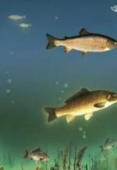 Аудиокнига - Водоем – кормилец. Иван Дубровин - слушать в Litvek