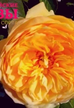 Аудиокнига - Английские розы. Лучшие сорта. Виктория Зонова - слушать в Litvek