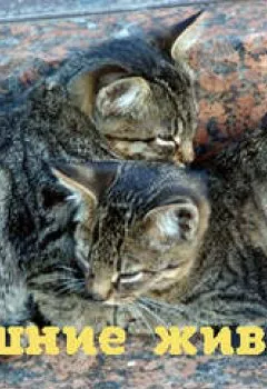 Аудиокнига - Как помочь домашним питомцам подготовиться к зиме?. Мария Магомаева - слушать в Litvek