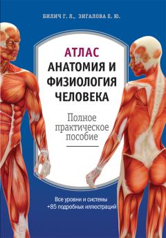 Книга - Атлас: анатомия и физиология человека. Полное практическое пособие. Елена Юрьевна Зигалова - читать в Litvek