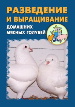 Обложка книги - Разведение и выращивание домашних мясных голубей - Илья Мельников