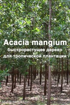 Обложка книги - Acacia mangium  Willd. - быстрорастущее дерево для тропической плантации - Jae-Seon Yi