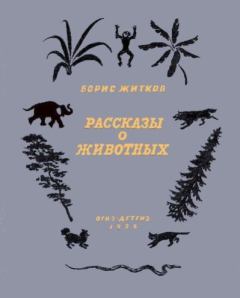 Обложка книги - Рассказы о животных - Андрей Андреевич Брей (иллюстратор)