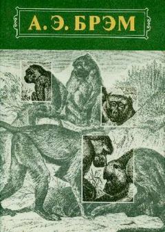 Книга - Жизнь животных Том I Млекопитающие. Альфред Эдмунд Брэм - читать в Litvek