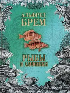 Книга - Жизнь животных. Рыбы и амфибии. Альфред Брем - читать в Litvek