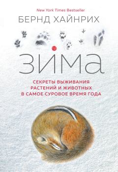Обложка книги - Зима. Секреты выживания растений и животных в самое суровое время года - Бернд Хайнрих