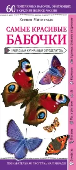 Обложка книги - Бабочки. Наглядный карманный определитель - Ксения Митителло