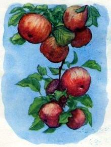 В саду росла яблонька. Иллюстрация № 17