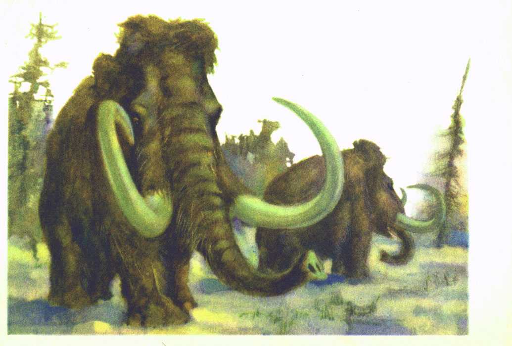В мире древних животных. Иллюстрация № 6