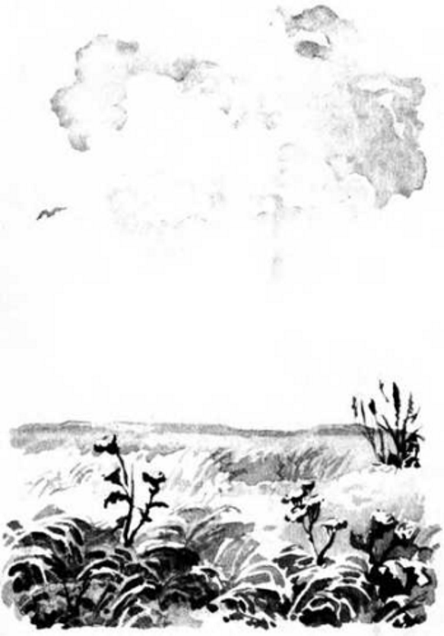 Гнездо ласточки. Иллюстрация № 2