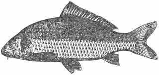 Рыбы России (Том второй). Иллюстрация № 1