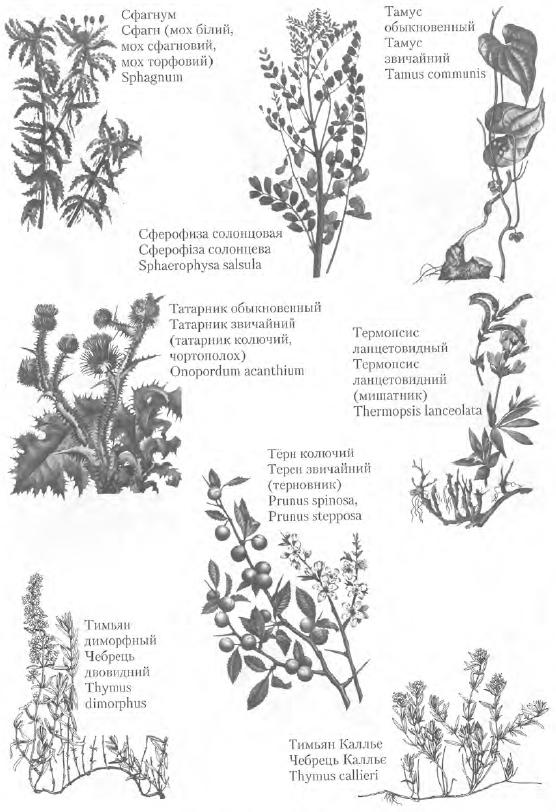 Золотые рецепты: фитотерапия от средних веков до наших дней. Иллюстрация № 113