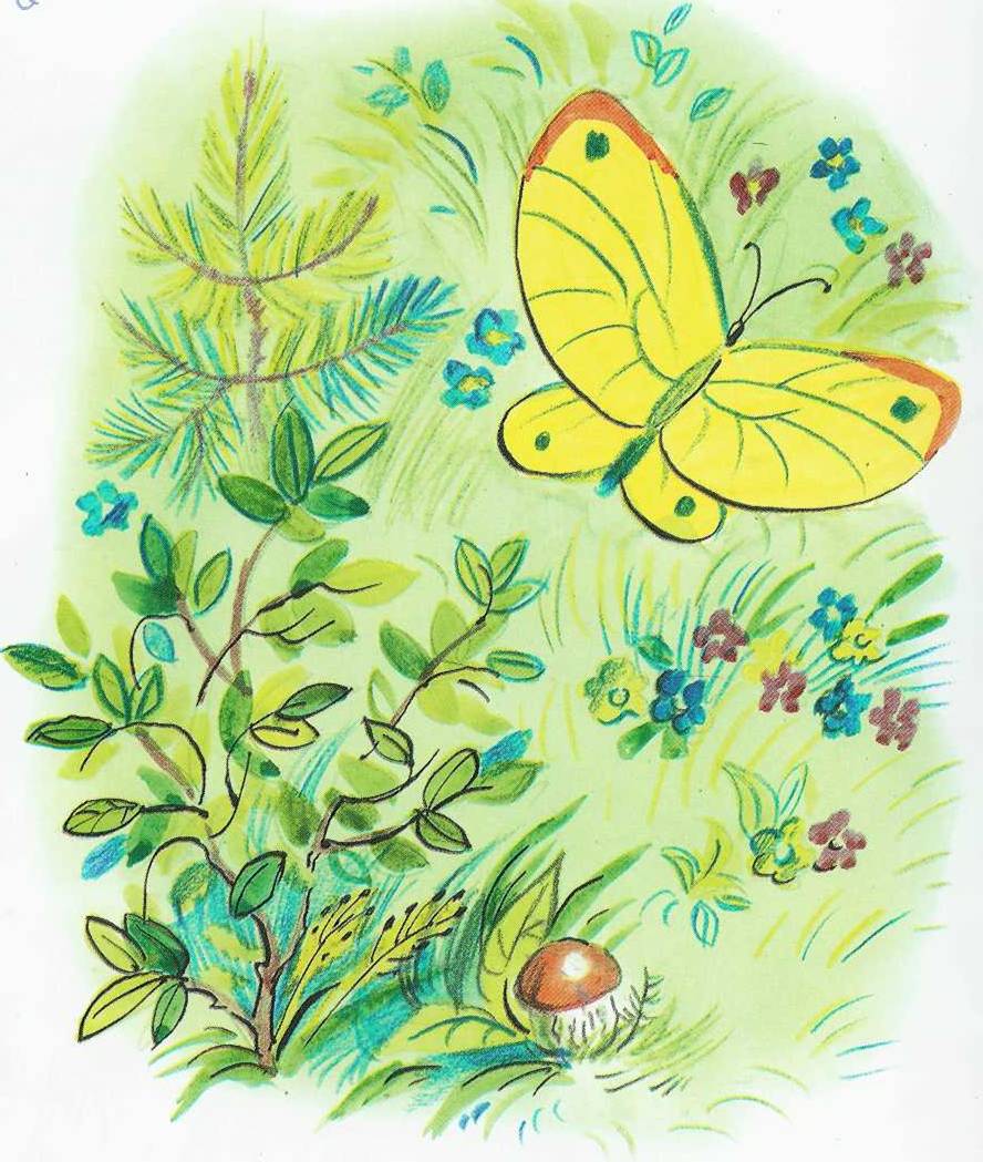 Бабочка. Иллюстрация № 1