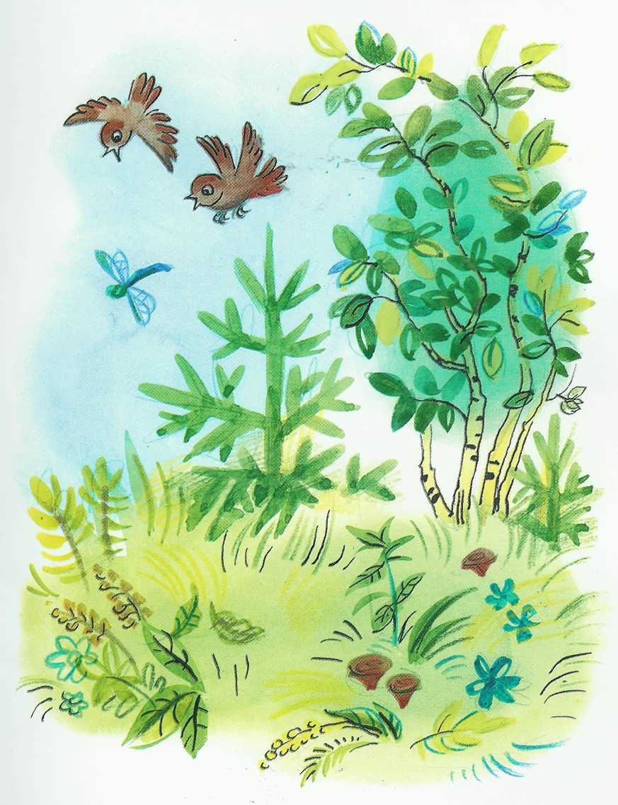 Бабочка. Иллюстрация № 8