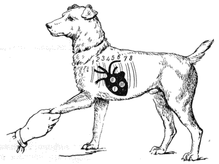 Болезни собак (незаразные). Иллюстрация № 3