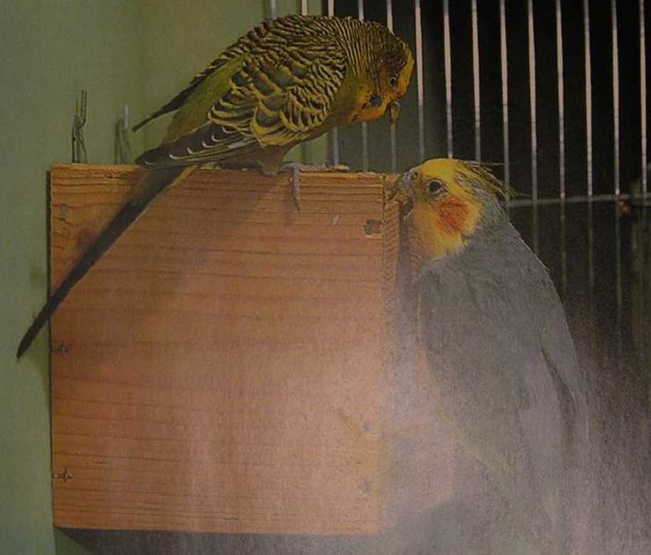 Волнистые попугаи. Иллюстрация № 3