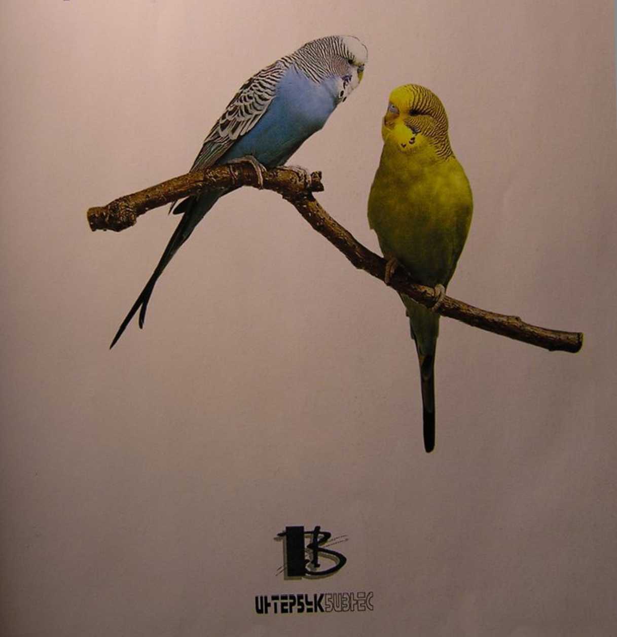 Волнистые попугаи. Иллюстрация № 1