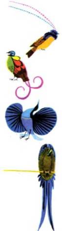 Мир животных Том 3 Птицы. Иллюстрация № 401