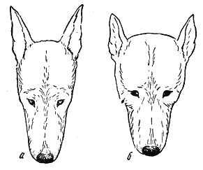 Справочная книга по собаководству. Иллюстрация № 2