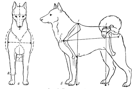 Справочная книга по собаководству. Иллюстрация № 10