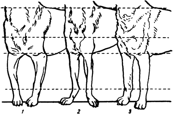 Техника дрессировки служебных собак. Иллюстрация № 3