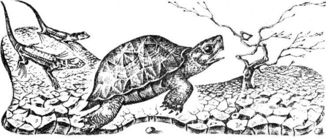 Пять дней из жизни черепахи  . Иллюстрация № 2