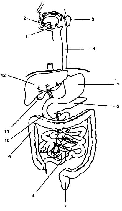 Болезни кишечника. Иллюстрация № 1